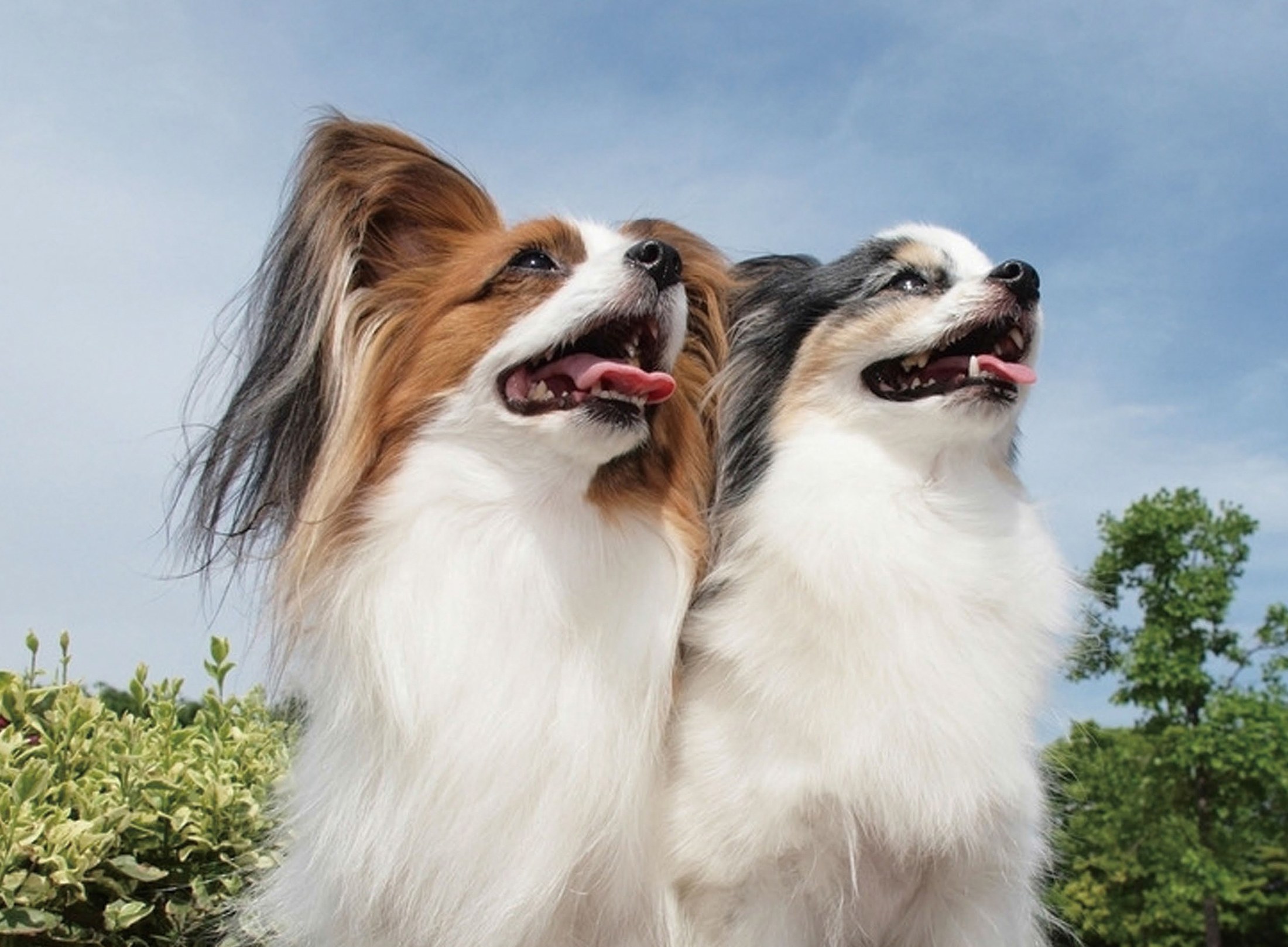 Dogs enjoying Vital Prime chicken jerky dog treats